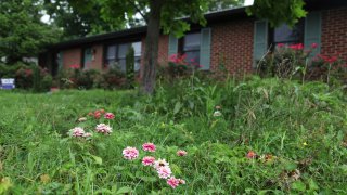 Flowers and tall grass cover the lawn of Amanda Beltramini Healan in Nashville, Tenn., Monday, May 19, 2025, who participates in No Mow months to improve water retention and encourage pollinators.