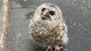Baby owl that fell from branch in Woodbridge is rescued